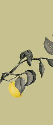 Store enrouleur Citrons sur l'arbre