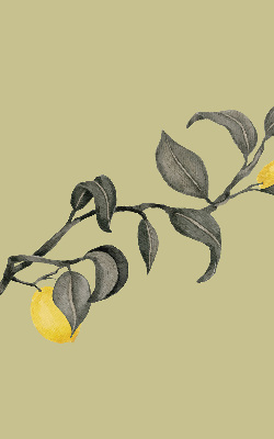 Store enrouleur Citrons sur l'arbre