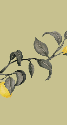 Store enrouleur Citrons sur l'arbre