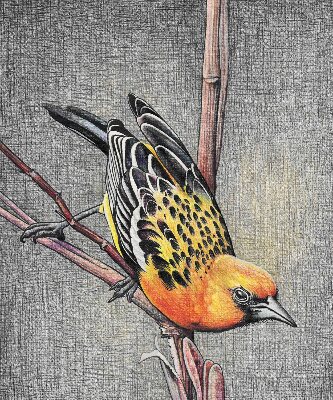 Store intérieur Un oiseau sur une branche