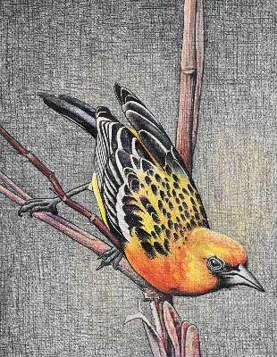 Store intérieur Un oiseau sur une branche