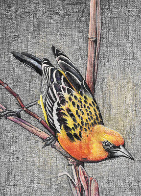 Store intérieur Un oiseau sur une branche