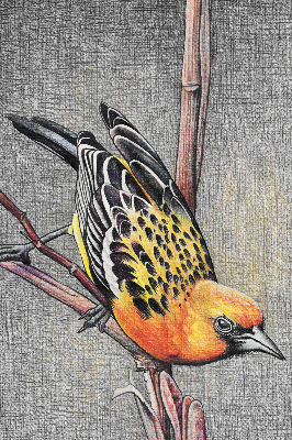 Store intérieur Un oiseau sur une branche