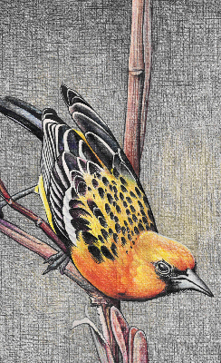 Store intérieur Un oiseau sur une branche