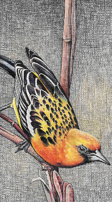 Store intérieur Un oiseau sur une branche