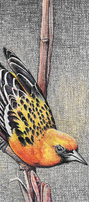 Store intérieur Un oiseau sur une branche