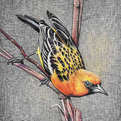 Store intérieur Un oiseau sur une branche