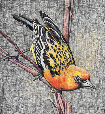 Store intérieur Un oiseau sur une branche