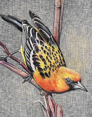 Store intérieur Un oiseau sur une branche