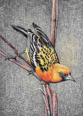 Store intérieur Un oiseau sur une branche