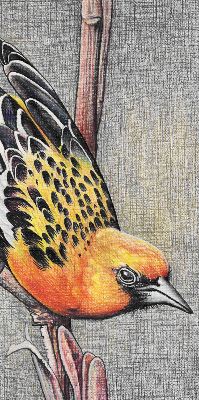 Store intérieur Un oiseau sur une branche