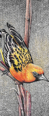 Store intérieur Un oiseau sur une branche