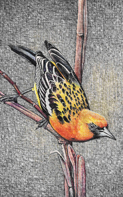 Store intérieur Un oiseau sur une branche