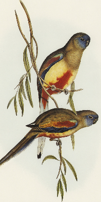 Store enrouleur Deux oiseaux sur une branche