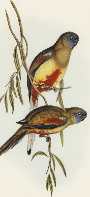 Store enrouleur Deux oiseaux sur une branche