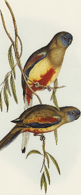 Store enrouleur Deux oiseaux sur une branche