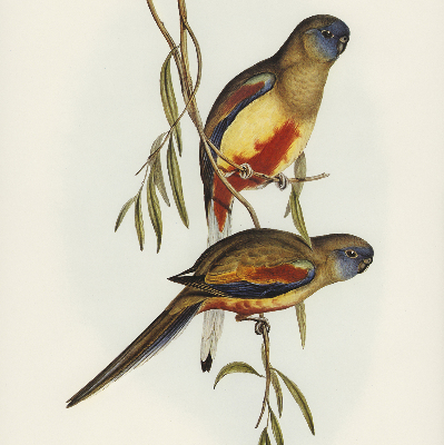 Store enrouleur Deux oiseaux sur une branche