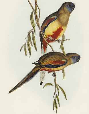 Store enrouleur Deux oiseaux sur une branche