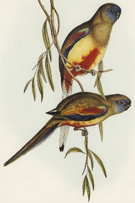 Store enrouleur Deux oiseaux sur une branche