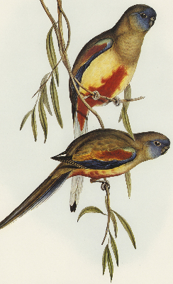 Store enrouleur Deux oiseaux sur une branche