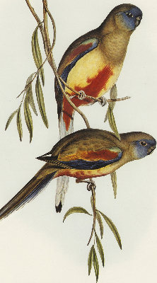 Store enrouleur Deux oiseaux sur une branche