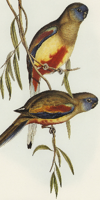 Store enrouleur Deux oiseaux sur une branche