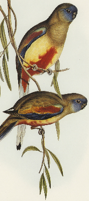 Store enrouleur Deux oiseaux sur une branche