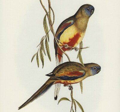 Store enrouleur Deux oiseaux sur une branche