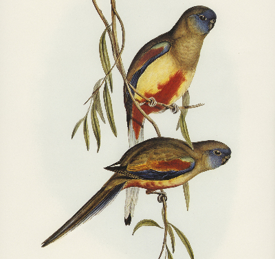 Store enrouleur Deux oiseaux sur une branche