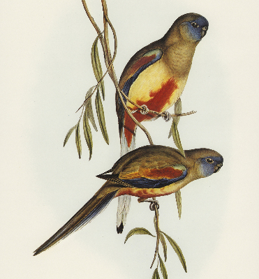 Store enrouleur Deux oiseaux sur une branche