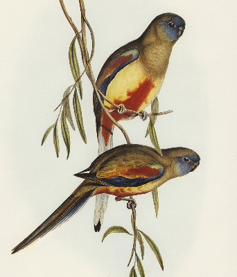 Store enrouleur Deux oiseaux sur une branche