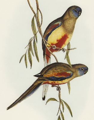 Store enrouleur Deux oiseaux sur une branche