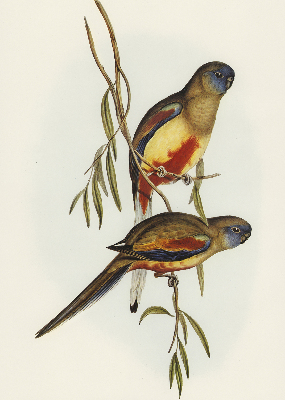 Store enrouleur Deux oiseaux sur une branche