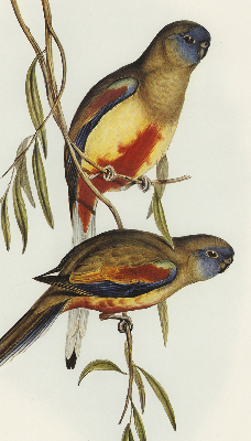 Store enrouleur Deux oiseaux sur une branche