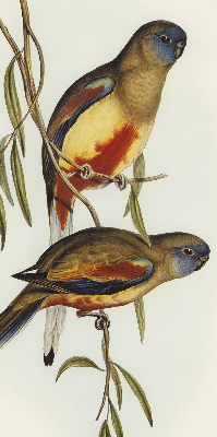 Store enrouleur Deux oiseaux sur une branche