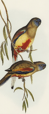 Store enrouleur Deux oiseaux sur une branche