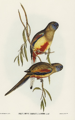 Store enrouleur Deux oiseaux sur une branche