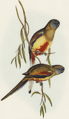 Store enrouleur Deux oiseaux sur une branche