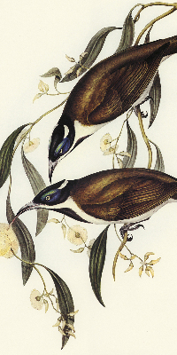 Store intérieur Oiseaux sur un arbre