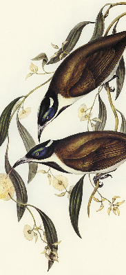 Store intérieur Oiseaux sur un arbre