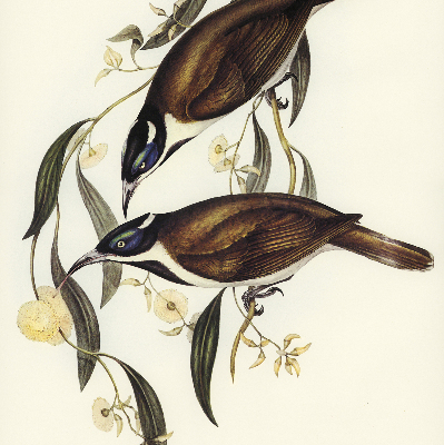 Store intérieur Oiseaux sur un arbre