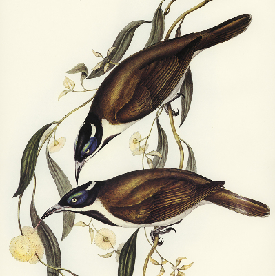 Store intérieur Oiseaux sur un arbre