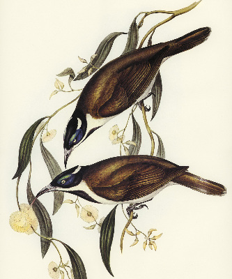 Store intérieur Oiseaux sur un arbre