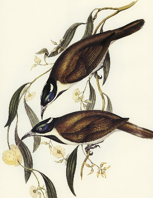 Store intérieur Oiseaux sur un arbre