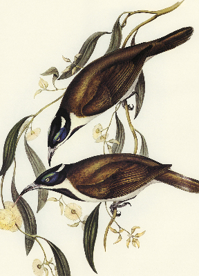 Store intérieur Oiseaux sur un arbre