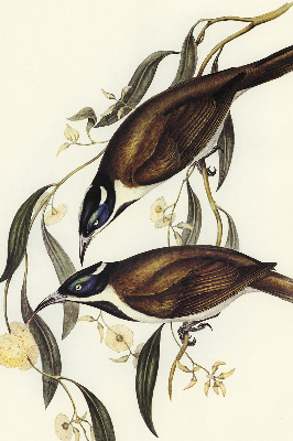 Store intérieur Oiseaux sur un arbre