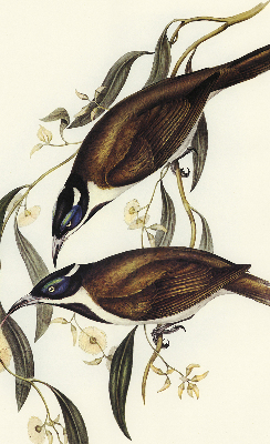 Store intérieur Oiseaux sur un arbre