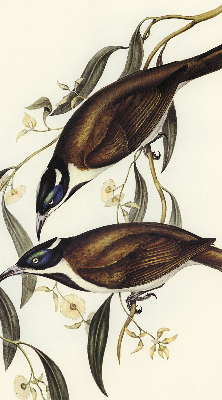 Store intérieur Oiseaux sur un arbre