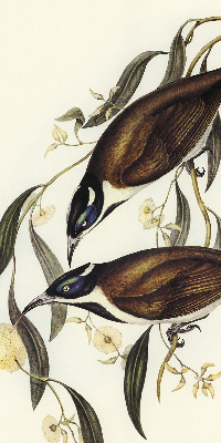 Store intérieur Oiseaux sur un arbre