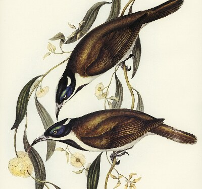 Store intérieur Oiseaux sur un arbre